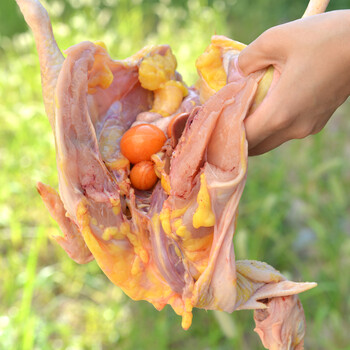 恒沃 农家土鸡 散养新鲜老母鸡杀前3.5斤 包邮顺丰