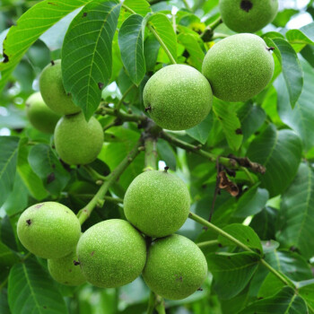 香秀 核桃樹苗 果樹苗 盆栽果樹 水果樹苗 多肉型植物果樹 地栽水果