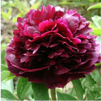 洛阳牡丹大花苗庭院植物 盆栽花卉 墨魁 5分支
