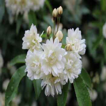 黃木香花苗濃香花卉七里香陽臺庭院盆栽地栽垂吊爬藤植物白木香花 白