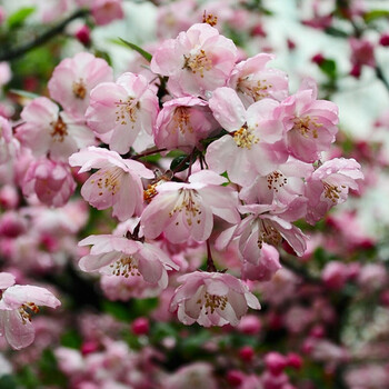 花明柳媚垂丝海棠树苗当年开花庭院花卉植物绿化树苗基地直销彩色花卉