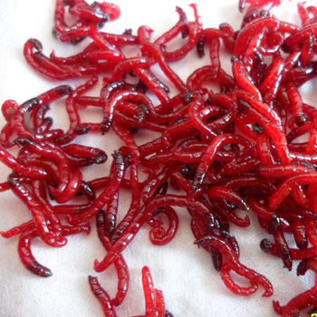 攀月星 红虫黑头红虫饵体拉饵鲫鱼饵 大号黑头公红虫20克