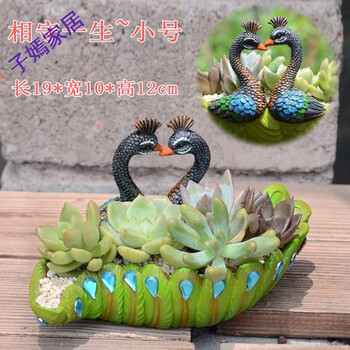 盆栽多肉拼盘套餐含盆diy盆景微景观创意多肉花盆大 双头小孔雀花盆b