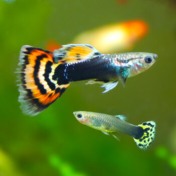 鱼官儿 孔雀鱼活体小型热带观赏鱼淡水鱼鱼缸造景凤尾鱼 豹点孔雀鱼1