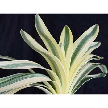 花轮和一】图片_花轮和一图片大全_精选图片