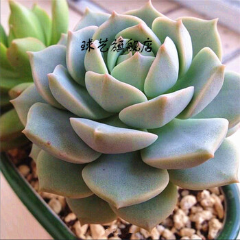 球艺进口多肉盆栽植物花卉绿植室内微景观办公室室内植物小盆栽白牡丹 图片价格品牌报价 京东 球艺进口多肉盆栽植物花卉绿植室内微景观办公室室内植物小盆栽白牡丹 图片价格品牌报价 京东