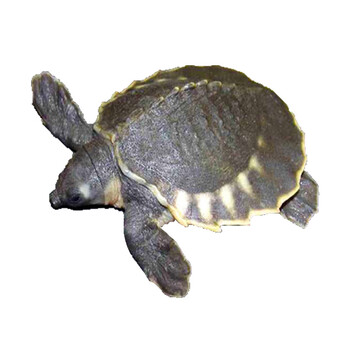 《新》猪鼻龟深水龟苗招财飞河龟忍者神龟观赏热带鱼混养龙鱼包活体