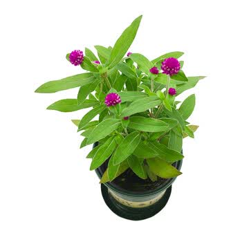 gren千日红盆栽阳台庭院四季开花带花苞花苗净化空气鲜花绿植火球花