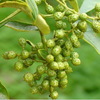 樹苗 大紅袍苗 食用 麻椒 果樹苗 庭院種植 盆栽 地栽 花卉綠植 青