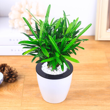 罗汉松盆栽迷你花卉绿植水培植物办公室内桌面小盆景防辐射 罗汉松 不