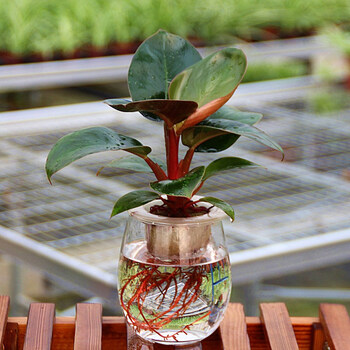 水培植物 办公室室内 水养花红金钻玻璃花瓶创意桌面盆栽夏季好养 红