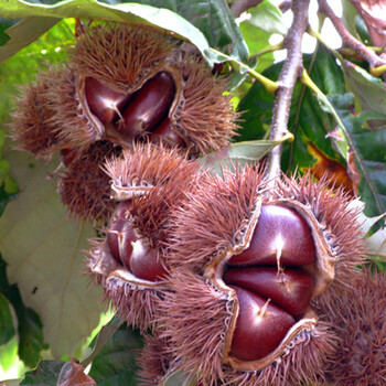 板栗苗 栗子苗 果树苗 当年结果 不成活补发 迁西板栗迁西明栗 果早栗