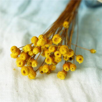 花材 干花 快乐花 纽扣花风干花diy花艺制作材料小花材 快乐花黄色5枝