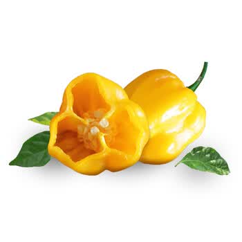 现摘黄灯笼辣椒黄灯笼椒魔鬼辣椒变态辣特辣生辣椒 500g