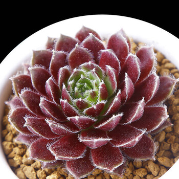 真便宜多肉好养老桩绿植花卉小苗肉肉花植物小盆栽清棚紫牡丹不含盆 图片价格品牌报价 京东