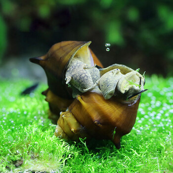 水族大师 流星螺 观赏螺活体工具螺除藻螺宝塔刺螺擦缸工具螺 流星螺