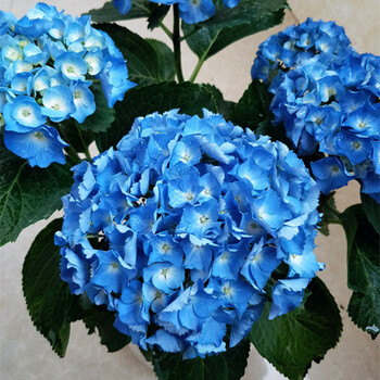 浮花进口魔幻绣球花苗当年开花盆栽植物无尽夏绣球苗紫阳花八仙花洋绣球波尔卡4年地栽苗 图片价格品牌报价 京东