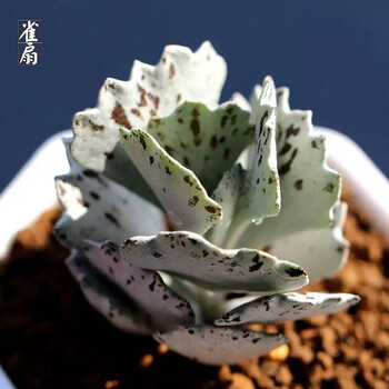 小鲜肉 稀有多肉植物木偶人断崖女王福兔耳神刀小夜衣火星兔子肉肉盆栽雀扇裸根不含盆土 图片价格品牌报价 京东 小鲜肉 稀有多肉植物木偶人断崖女王福兔耳神刀小夜衣火星兔子肉肉盆栽雀扇裸根不含盆土 图片价格品牌报价 京东