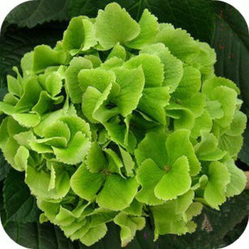 盆栽花卉绿植 幸运花 八仙绣球花苗 绿色办公室植物 绣球苗 绿宝石