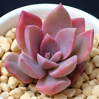 绿丝绦多肉植物含盆含土套餐肉肉植物新手入门肉肉室内植物盆栽初恋不含盆 图片价格品牌报价 京东
