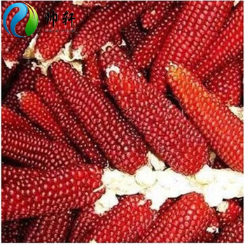 玉米种子水果玉米种子 春季夏季秋季四季水果种子 甜粘糯玉米种子高产