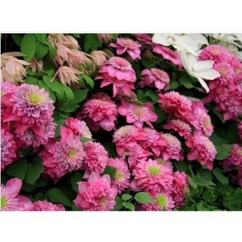 花明柳媚包活藤本皇后铁线莲爬藤开花植物买2送一 5岁根40条根 不含盆