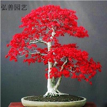 观赏植物树价格报价行情- 京东