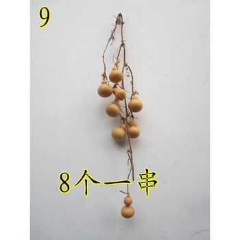 天然手捻葫芦连藤连枝美国手捻小葫芦葫芦串把玩装饰葫芦一物一图 9