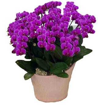 蝴蝶兰花苗 鲜花 四季植物 室内客厅盆栽 绿植花卉 兰花君子兰苗大苗