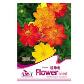 格桑花开的季节：探寻藏区最美的种子