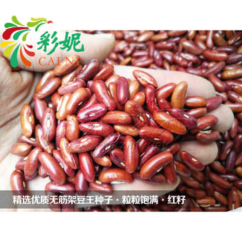 寿光蔬菜泰国无筋架豆王种子长芸豆菜豆四季豆青豆高产春夏秋冬季 60g