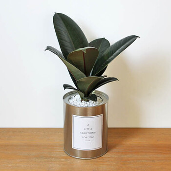 北欧风格铁罐植物盆栽小清新办公室盆景商务婚庆活动礼物回礼 绿金刚