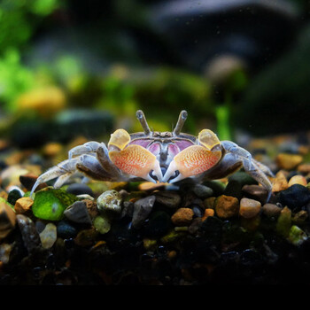 迷你辣椒蟹 淡水蟹观赏蟹 草缸吃涡虫除藻包活 淡水宠物螃蟹 活 迷你