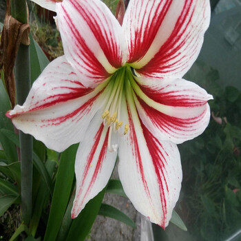 朱顶红种球】 室内室外花卉绿植盆栽植物 当年可开花 重瓣大种球 小丑