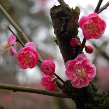 臘梅梅花盆景苗盆栽花卉室內庭院紅梅 綠梅 臘梅 美人梅 壽星桃樹花苗