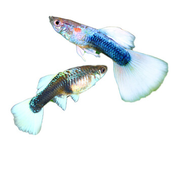 观赏鱼热带鱼孔雀鱼活体凤尾鱼鱼苗小型淡水练手鱼水族宠物鱼 象牙白*