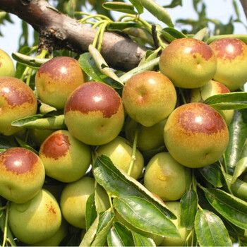 四年苗:国光大枣 60cm(含)-69cm(含)