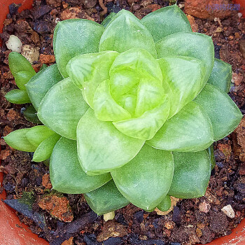 多肉植物櫻水晶玉露 姬玉露 草玉露 十二屬 多肉 多肉植物 草玉露 2