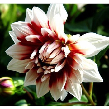 花明柳媚大菊花苗盆栽 室内庭院花卉绿植 四季菊花 当年开花 锦绣 不