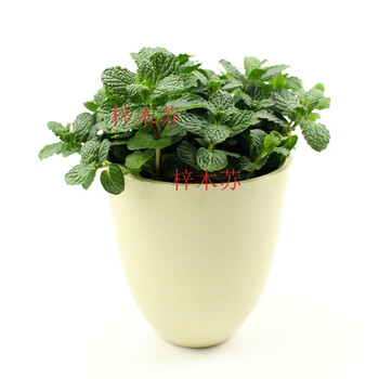 薄荷盆栽可食用净化空气香薄荷盆栽驱蚊香草植物柠檬猫薄荷薄荷简欧米色树脂盆含盆 图片价格品牌报价 京东