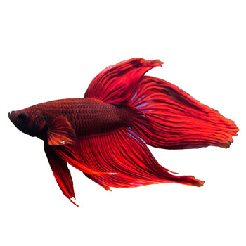 泰国斗鱼活体马尾狮王半月斗鱼小型观赏热带鱼淡水鱼 马尾 公 红色