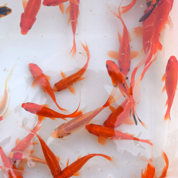 活体观赏金鱼锦鲤鱼草金鱼冷水鱼红草锦鲤活体淡水小型鱼包活 草金鱼5