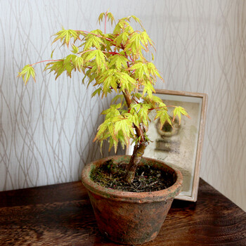 花明柳媚日本红枫盆景 树苗中小型盆景黄金枫盆栽三季红庭院绿化 黄金