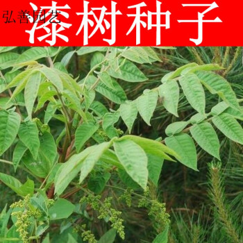 芗苒漆树种子油漆列加氏金大小木漆树山漆植苜瞎妮子种子野生漆树种子