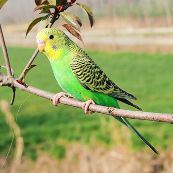 虎皮鹦鹉活体宠物鸟说话鸟玄凤鹦鹉活体 绿虎皮1只