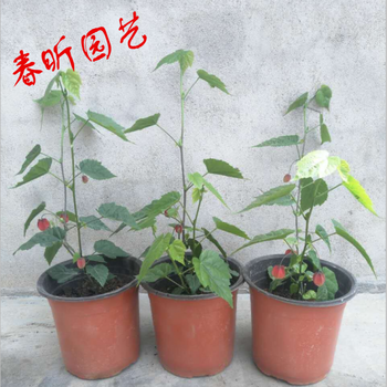 藤本爬藤植物盆栽灯笼花苗蔓性风铃花四季开花花卉观花植物室内花30厘米到40厘米带花苞带盆栽好 图片价格品牌报价 京东