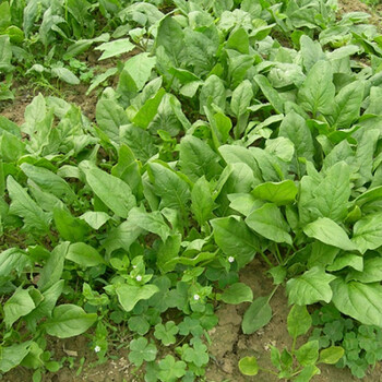 原生态家庭种植品种香 地道农家味老菠菜种子蔬菜种子 菠菜10克【图片