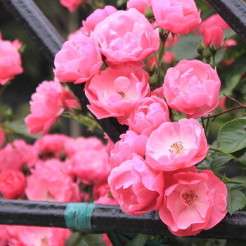 280天四季循环开花 重瓣多花蔷薇花苗 盆栽 庭院 绿植 藤本月季苗爬藤