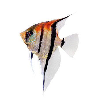 蓝魔鬼神仙2-3cm【图片 价格 品牌 报价】-京东