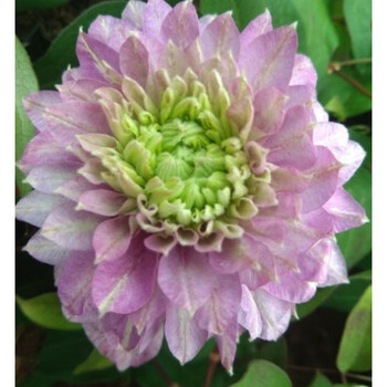 qianiu铁线莲 宽瓣皇帝2年裸根苗 根系15条左右 包对版足2年苗的根系